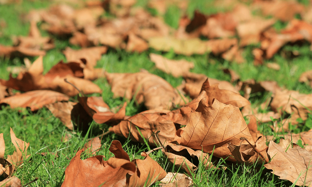 loads of leafs on a lawn