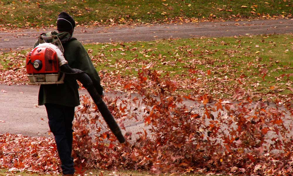 Leaf blower clearing leaves up 