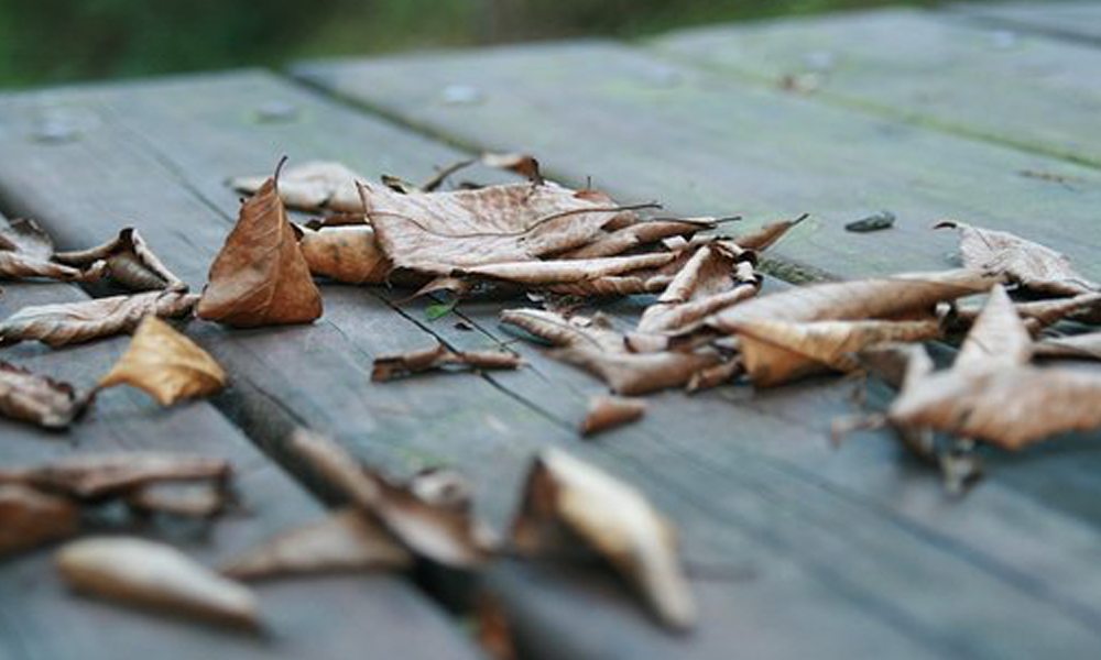 leaves on wood decking