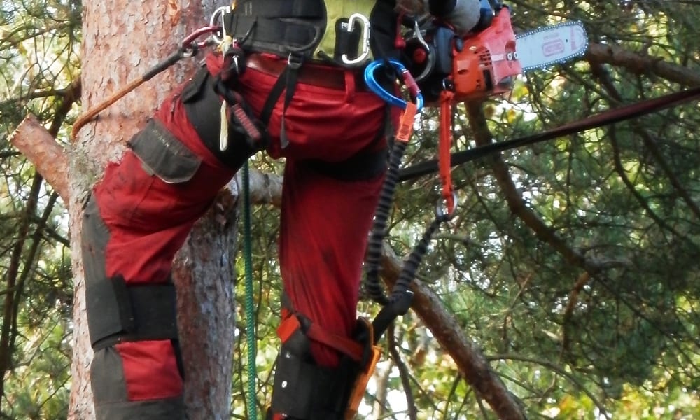 someone up in a tree wearing chainsaw chaps