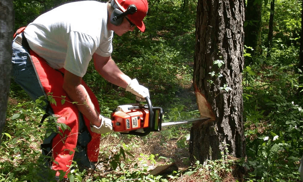 A workman cutting down a tree