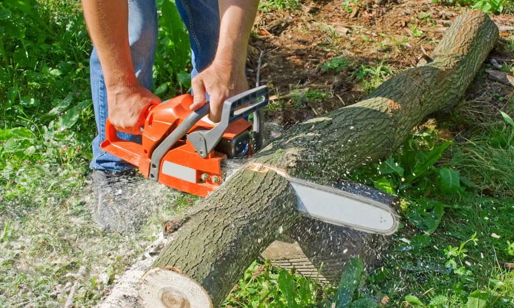A man sawing through a tree using a chainsaw