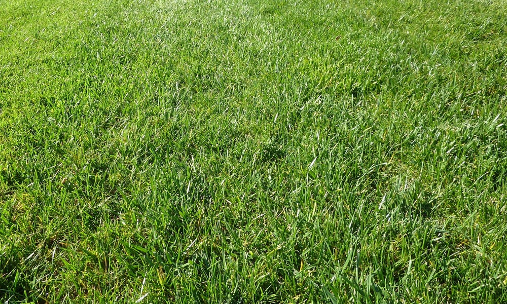 lawn-fertilizer-image-4