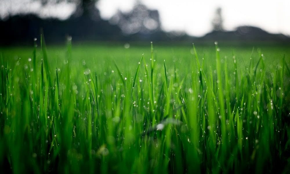 rain drops on long green grass