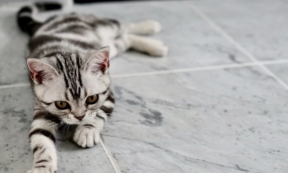 A cat laying on tile floor