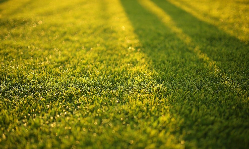 fresh cut lawn with the sun sining on it