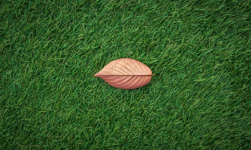 a leaf laying on grass
