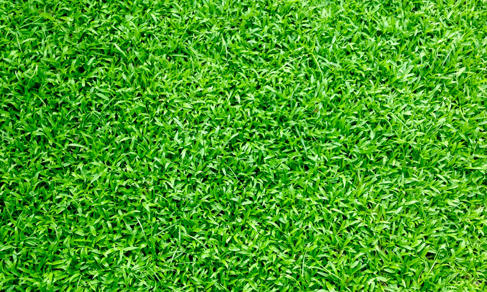 short artificial grass