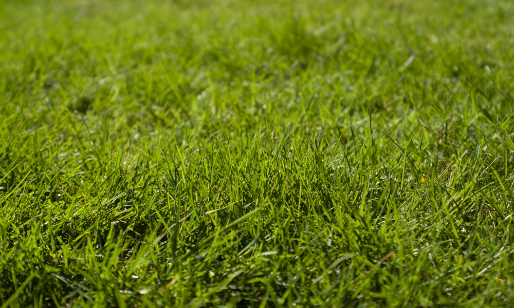 long green grass