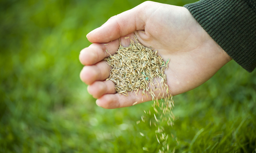 grass seeds in a hand