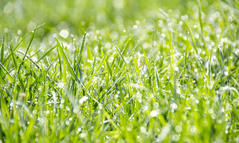 water on green grass