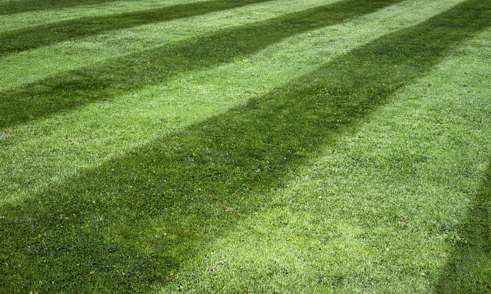 green lawn mower Stripes