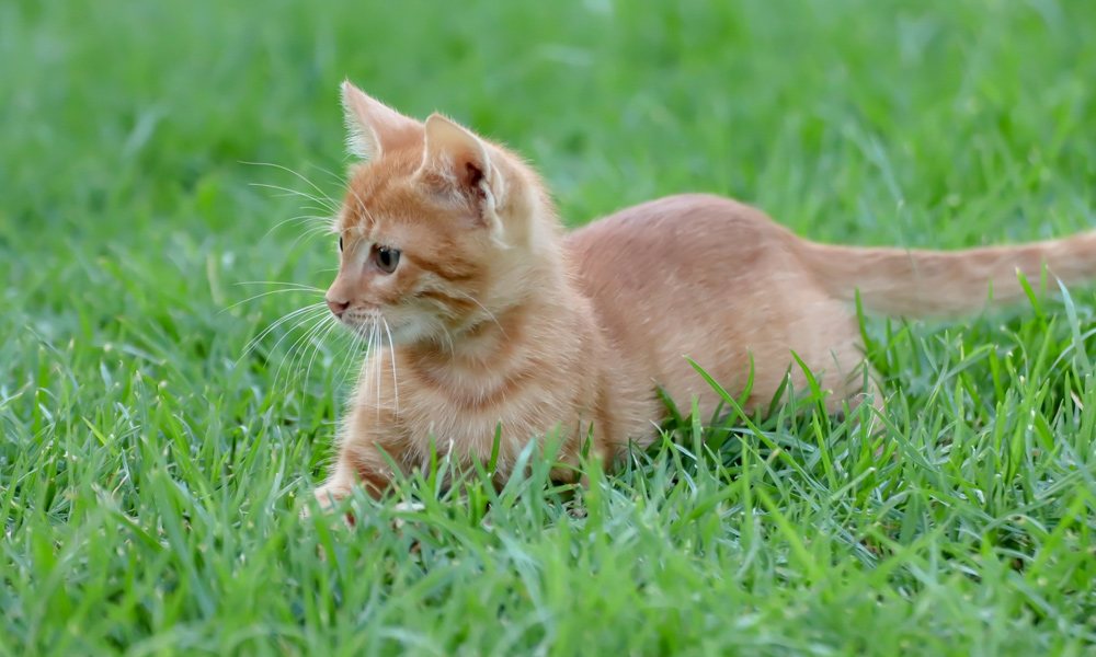 cat laying in grass