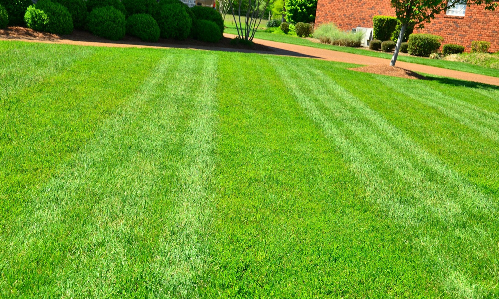 lawn mower stripes on green grass