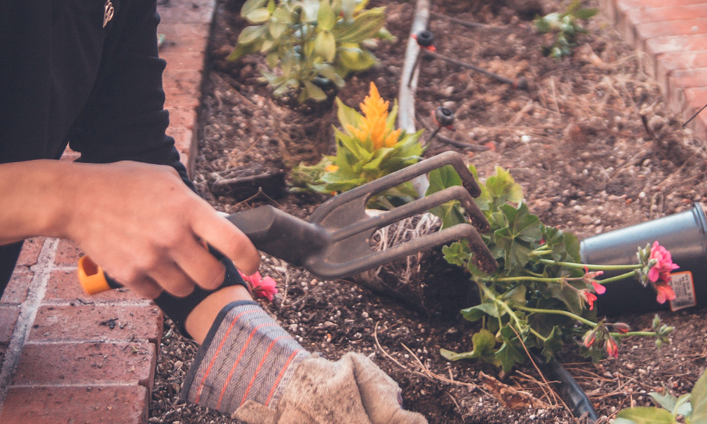 woman plants flowers in a raised garden bed with drip irrigation