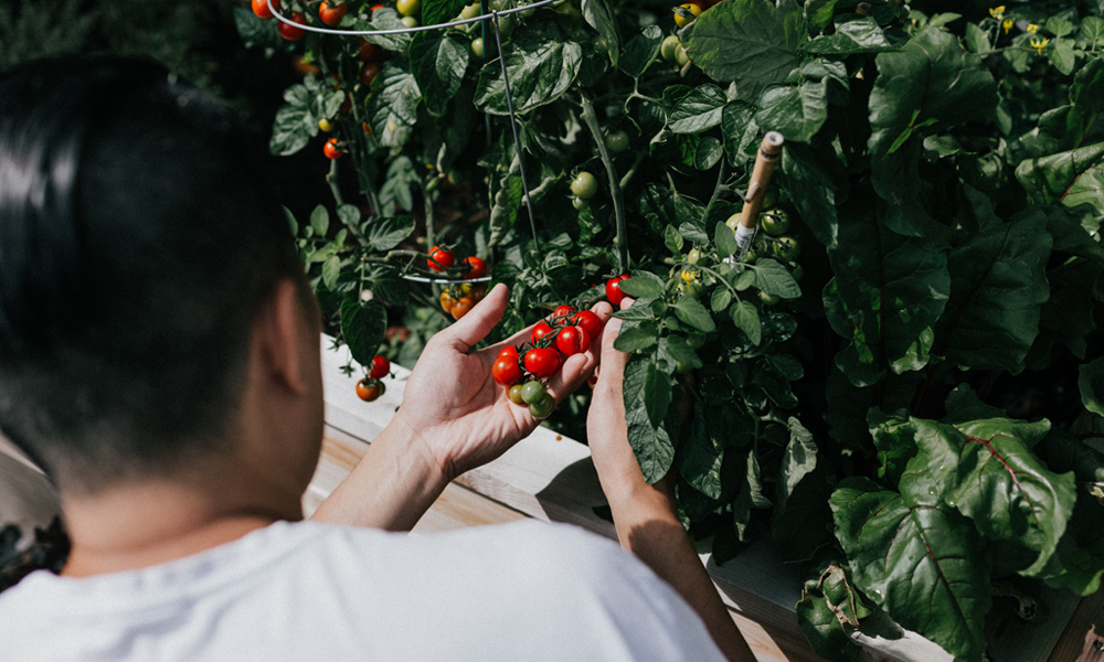 Man picking cherry tomatoes from a raised planting bed