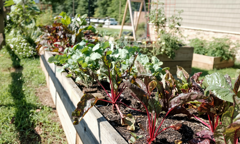 A raised vegetable garden planted with leafy greens